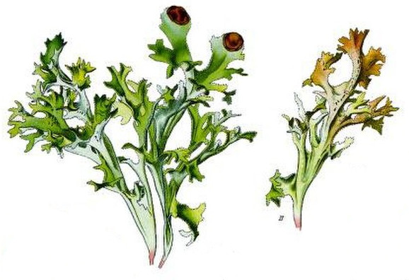 Isländisch Moos (Cetraria islandica) Illustration