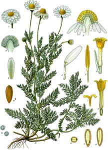 Römische Kamille (Chamaemelum nobile) Illustration
