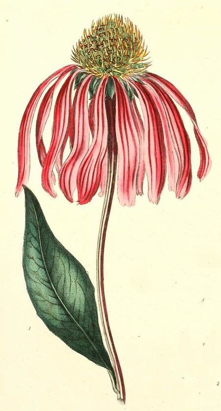 Sonnenhut (Echinacea) Illustration