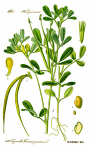 Bockshornklee (Trigonella foenum-graecum) Illustration