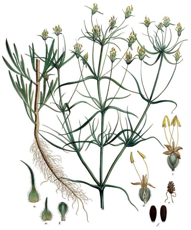 Flohsamen (Plantago indica) Illustration