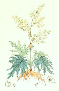 Rhabarba (Rheum palmatum) Illustration