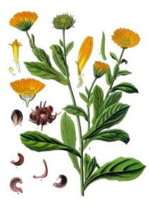 Ringelblume (Calendula officinalis) Illustration
