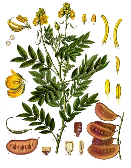 Senna (Cassia senna) Illustration