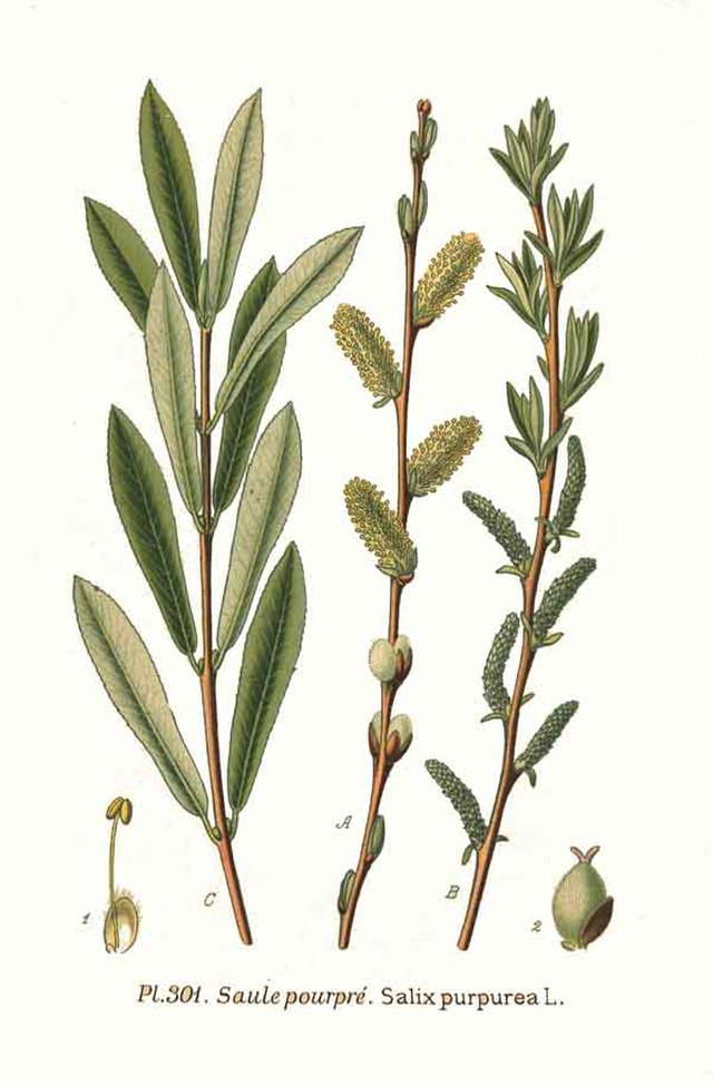 Weide (Salix purpurea) Illustration