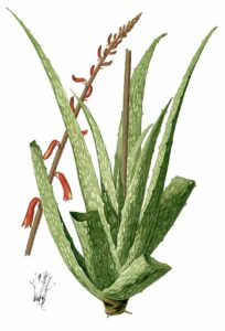 Aloe Illustration